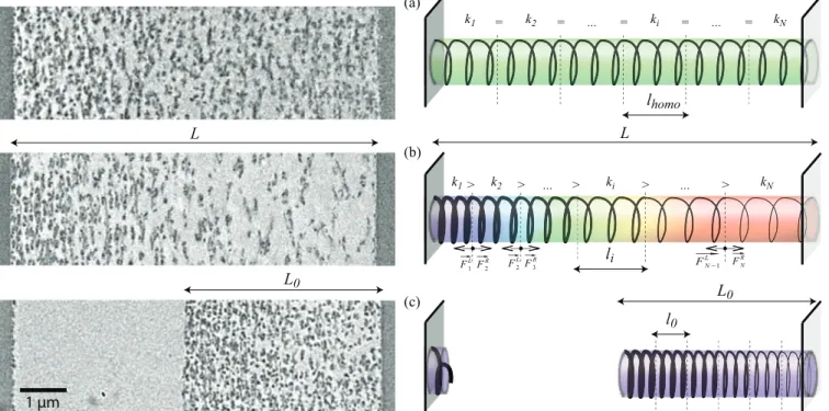 FIG. 5. (Color online) Model of coil spring with a gradient of stiffness as inspired by cross-sectional views of the polymer network elucidated by TEM
