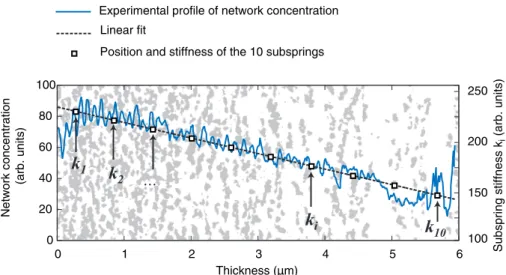 Figure 6 shows the experimental profile of the network concentration (solid line) in the case of asymmetrical  irradi-ation