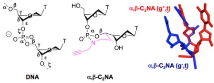 Fig. 1. Left: the six backbone torsion angles (labelled  to  of nucleic acids. Middle: the  constrained and  convertible  dinucleotide  in  which  and  are  stereocontrolled  by  a  dioxo-1,3,2-oxaza-phosphorinane ring structure bearing a clickable  p