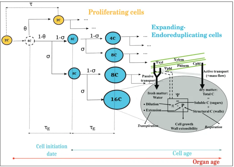 Fig. 1.  Scheme of the integrated model. The fruit is described as a collection of cell populations, each one having a specific age, ploidy, and volume