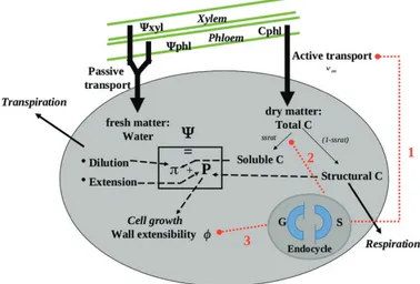 Fig. 2.  Schematic representation of the three hypothetical mechanisms  of interaction between cell ploidy and cell expansion