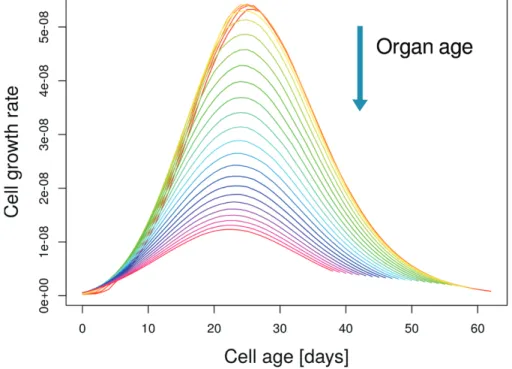 Fig. 4.  Effect of an organ-wide control on the cell growth rate. Cells that enter the expansion phase late during organ development (i.e