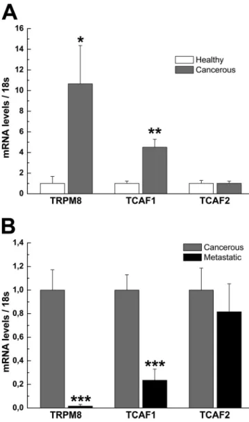 Figure 8.  TCAF expression profile in prostate cancer. (A and B) Analysis  of TRPM8, TCAF1, and TCAF2 mRNA expression levels by qPCR in healthy  and cancerous human prostate samples (A), as well as in localized and  metastatic  human  prostate  cancer  spe