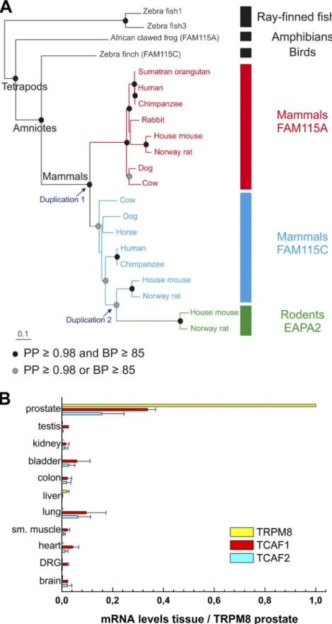 Figure 1.  Bayesian phylogenetic tree of the ver- ver-tebrate TCAF1/TCAF2/TCAF3  genes  and  tissue  expression  pattern  of  the  human  homologues