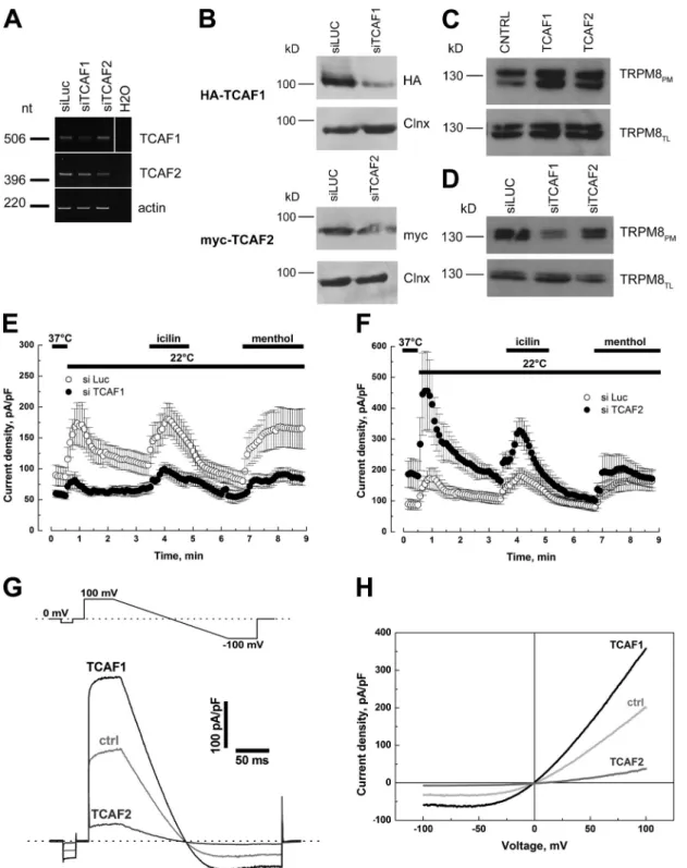 Figure 4.  TCAF1 and TCAF2 proteins have opposing effects on TRPM8 activity. (A) Reverse-transcription PCR showing the specific decrease of TCAF1  (top) and TCAF2 (bottom) bands after cell transfection with 100 nM of the respective siRNAs