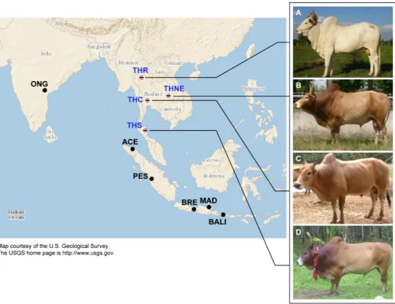 Figure 1 Images of four native Thai cattle varieties. (A) Kho-Khaolumpoon (THR), (B) Kho-Isaan (THNE), (C) Kho-Lan (THC), and (D) Kho-Chon (THS) (Image courtesy of Department of Livestock Development)