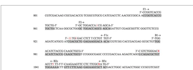 FIGURE 3 | M. tuberculosis H37Rv reference strain rpoB target sequence with degenerate LAMP primer annealing sites