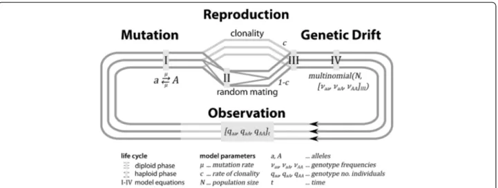 Fig. 1 Schematic overview of the mathematical model (example for two alleles). In a dominantly diploid population of fixed size N, the number of individuals/ramets q with a certain genotype (here aa, aA, or AA) at a particular locus, observed at generation
