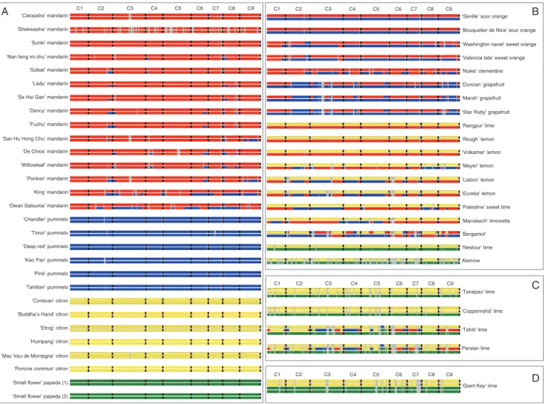 Fig. 7.  Unphased phylogenomic karyotypes of the 53 varieties of the study. (A) Karyotypes of the representative accessions of the four ancestral taxa