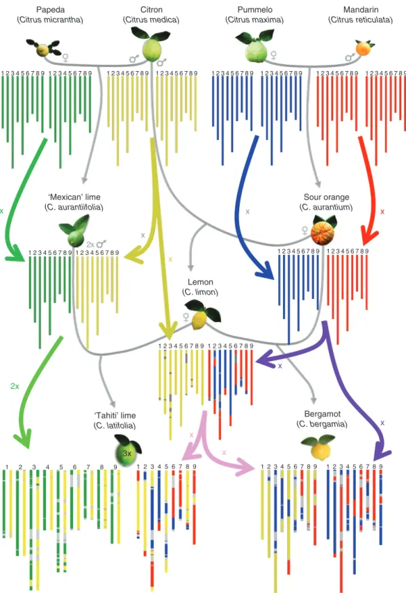 Fig. 8.  Phylogenetic origin and phased phylogenomic karyotypes of the sour orange (C. aurantium), the lemon (C. limon), the bergamot (C. bergamia) and the 