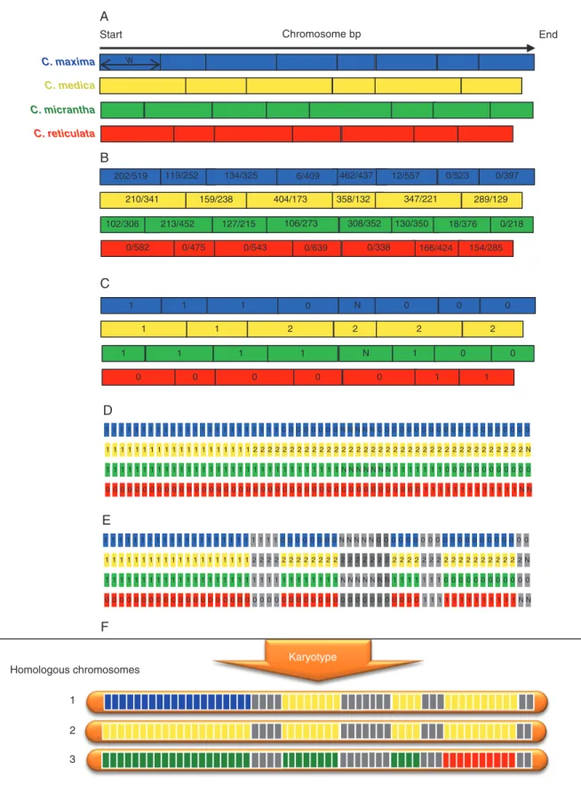 Fig. 2.  Example of local ancestor allele dose estimation for a triploid accession. (A) Definition of non-overlapping windows of ten DNSPs for each ancestral  taxon: w, window of ten DSNPs