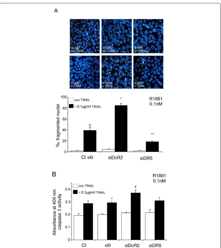 Figure 6 Inhibition of DcR2 and DR5 protein expression by siRNA sensitizes LNCaP cells to TRAIL-induced apoptosis in medium containing 0.1 nM R1881
