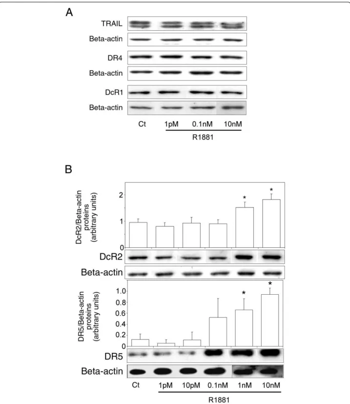 Figure 2 Androgen control of TRAIL and TRAIL-receptor protein expression in LNCaP cells