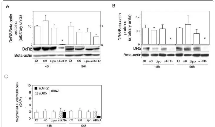 Figure 5 SiRNAs specific for DcR2 and DR5 suppress gene expression in LNCaP cells. Gene-specific siRNAs and scrambled siRNAs controls (si0) (0.5 μg) were added to the media using lipophilic transfection-enhancing reagent (lipofectamine/lipo) for 4 h, and t
