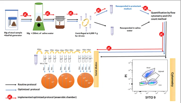 FIGURE 1 | Schematic representation of the protocols used. The routine protocol (black arrows): the stool was exposed to oxygen for more than 1 h without any protectant medium