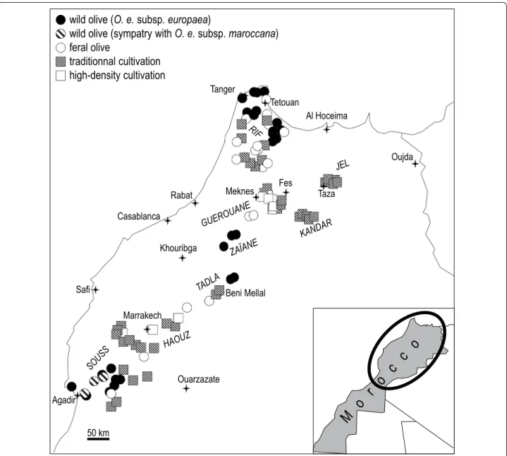 Fig. 1  Sites sampled in Morocco. Olive‑growing modalities are given for each site