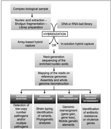 FIGURE 1 | Overview of target-enrichment sequencing procedure and its application to research and diagnostic infectiology.