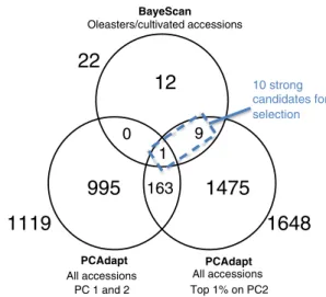 Figure 6. Overlap between selection scan analyses. The 10 contigs found as outliers in both BayeScan (all accessions) and PCAdapt (all accessions, top 1% on PC2) can be considered as strong candidates for selection.