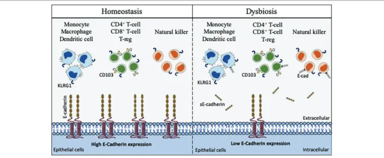 FIGURE 4  |  Schematic model of interaction between cells that express CD103, KLRG1, and E-cad