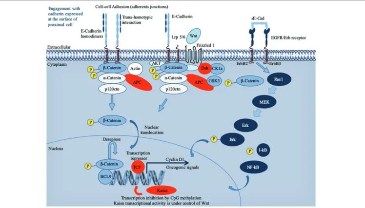 FIGURE 1  |  Schematic representation of the E-cadherin (E-cad) interactions and signaling pathway