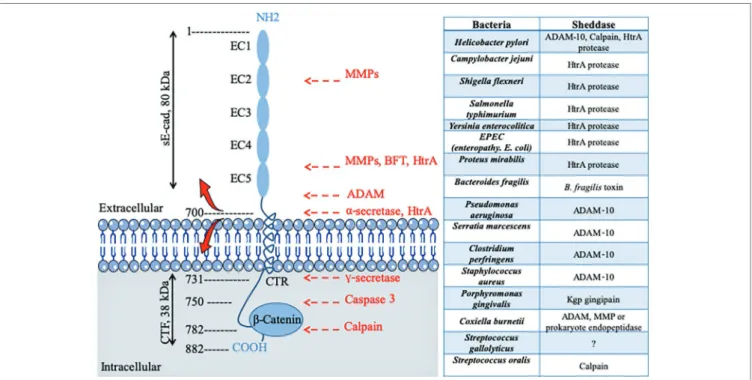 FIGURE 2  |  Schematic diagram of E-cad and its cleavage sites by proteases after pathogenic bacteria infection