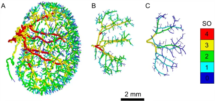 Fig 2. Characteristic kidney vascular networks. Representative processed images of the arterial network of kidneys from WT (A), Fzd4 -/- -/-(B), and Fzd6 -/- (C) mice