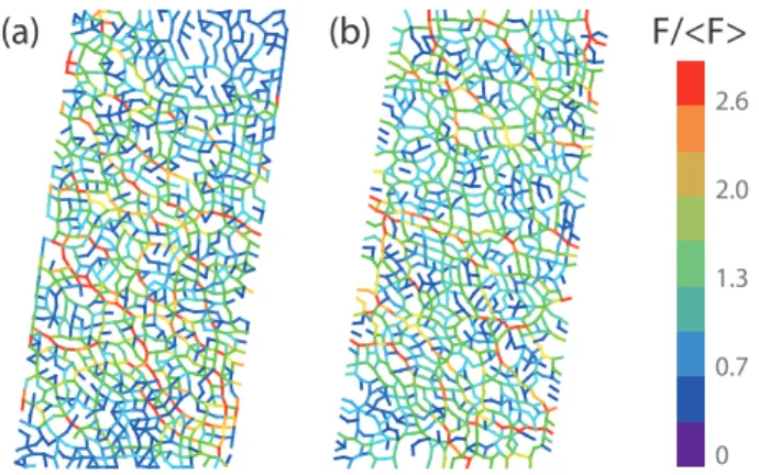 FIG. 1. Examples of an experimental (a) and numerical (b) force network. Experimental and numerical examples are generated at the same strain amplitude γ = 14.9% and φ = 0.8036