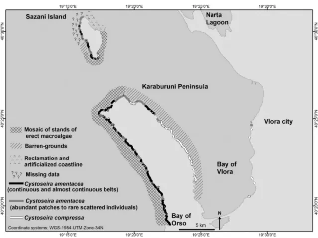 Fig. 3. Distribution of Cystoseira amentacea, C. compressa, mosaic stands of erect macroalgae, barren-grounds and reclamation and artiﬁcialized coastline in the study area.