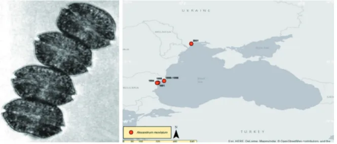 Fig. 2. Alexandrium monilatum (J.F.Howell) Balech (left; figure from WALKER &amp; STEIDINGER (1979)) and its distribu- distribu-tion in the Black Sea (TRICHKOVA et al., 2017)