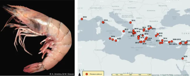 Fig. 8. Penaeus aztecus Ives, 1891 (left; Photo: Argyro Zenetos &amp; Maria Giavasi) and its distribution in the Mediterranean  Sea (TRICHKOVA et al., 2017)