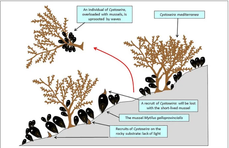 FIGURE 7 | A stand of Carpodesmia mediterranea (= Cystoseira mediterranea), in French Catalonia, severely disrupted by mussels of which the recruits probably come from offshore mussel farms.