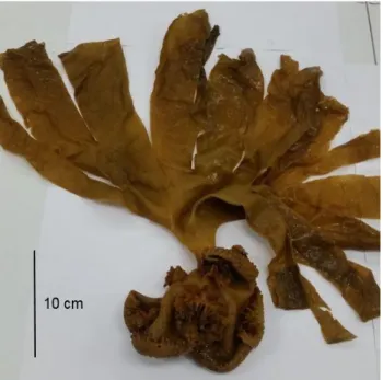 Figure  2.  The  specimen  of  Saccorhiza  polyschides  collected  in  2014  at  El  Aouana  (formerly  Cavallo), near Jijel, Algeria