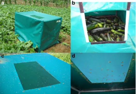 Fig. 6 Sanitation using augmentorium technique (photos: