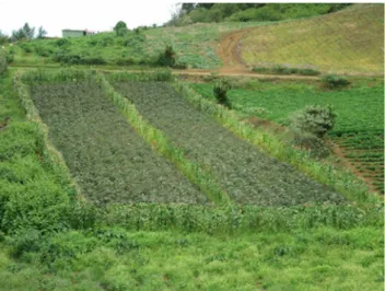 Fig. 8 Trap corn plants bordering zucchini crop in a pilot area of GAMOUR project in Réunion (photo: JP Deguine—CIRAD)