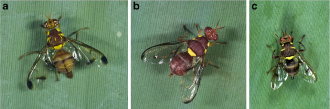 Fig. 1 Females of Bactrocera cucurbitae (a), Dacus ciliatus (b), and Dacus demmerezi (c) (Diptera, Tephritidae) which attack Cucurbitaceae in Réunion (photos: A Franck — CIRAD)