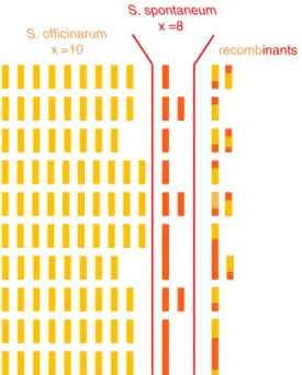 Fig. 1 Schematic representation of the genome of a typical modern sugarcane cultivar. Each bar represents a chromosome, in orange or red when originating from S