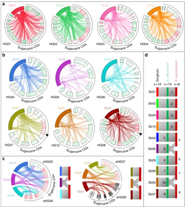 Fig. 5 SNP-based sugarcane genetic map with putative origin of cosegregation groups and comparison with sorghum chromosomes