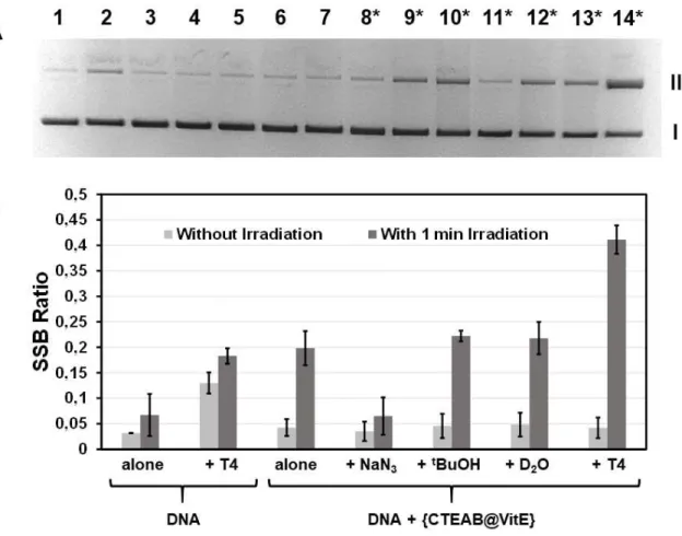 Fig.  9.  DNA  cleavage  for  1  min  of  irradiation  at  λ  ≥   335nm  and  20°C  with 507 
