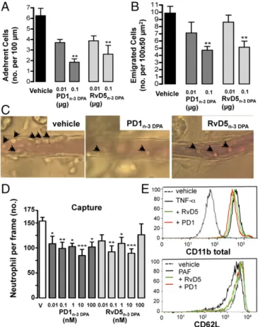 Fig. 5. PD1 n-3 DPA and RvD5 n-3 DPA reduce neutrophil – endothelial interac- interac-tions