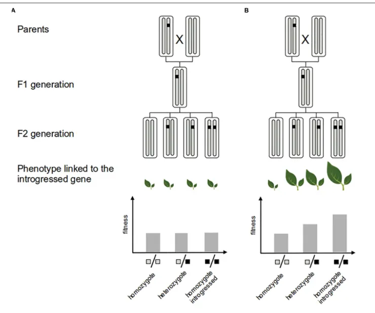 FIGURE 3 | Measure of the fitness of adaptive introgression. Direct evidence of the adaptive value of the introgressed fragment (black segment) consists in showing that it confers greater fitness to the recipient genome