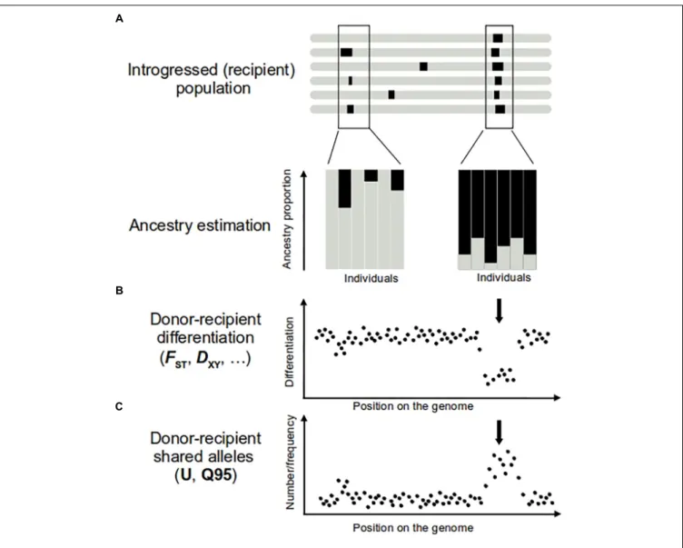 FIGURE 1 | Approaches to detect introgression (A,B) and adaptive introgression (C). On top representation of several genomes of the introgressed population, with introgression regions represented in black