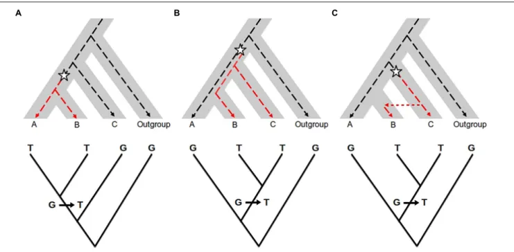 FIGURE 2 | Effect of introgression and incomplete lineage sorting (ILS) in molecular phylogenetics