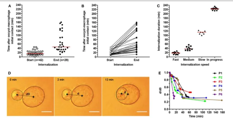 FIGURE 1 | Kinetics of T. gondii oocyst internalization by RAW macrophages measured using optical tweezers
