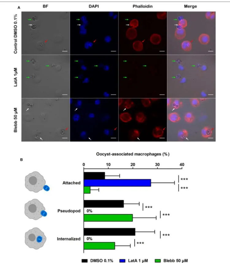 FIGURE 2 | Interactions of Toxoplasma gondii oocysts with RAW macrophages in the presence of inhibitors of actin polymerization (latrunculin A, LatA) or myosin II (blebbistatin, Blebb)