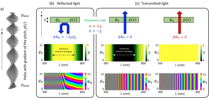 FIG. 4. Same as Fig. 3, but for a uniform cholesteric with a gradient of the pitch described by p(z) = p max − (p max − p min )z/L with p min = 340 nm and p max = 430 nm.