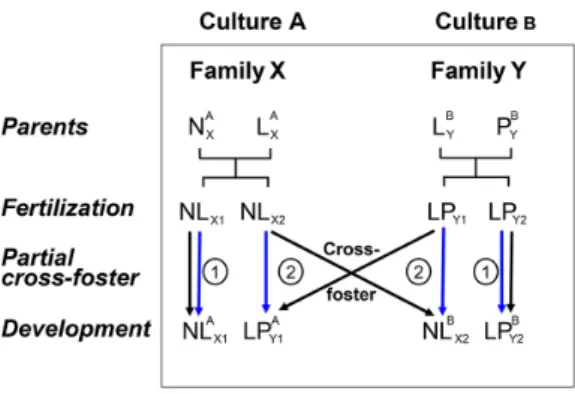 Figure 1. A cross-fostering experiment uncouples the cultural from the genetic pedigree to apportion the genetic and cultural components of behavioral traits