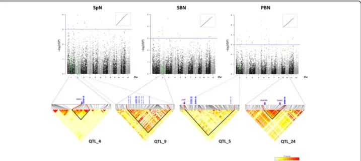Fig. 6 Genome-wide association study of SpN, SBN and PBN traits in the full panel. From top to bottom, QQ plot, Manhattan plot over the 12 chromosomes, and Linkage Disequilibrium (LD) heatmap surrounding the peak in the 2014 experiment for spikelet number 