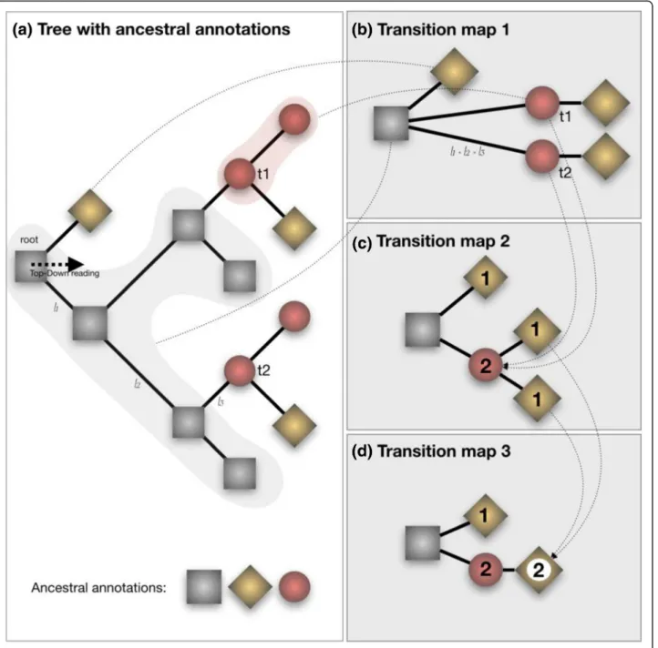 Fig. 3 Tree-like representations of transitions. (a) phylogenetic tree with ancestral annotations (gray squares, red circles and gold diamonds)