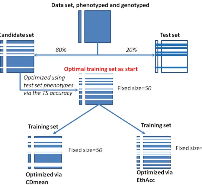 Fig 1. Illustration of the sampling and of the optimization process that were implemented to compare CDmean and EthAcc criteria.