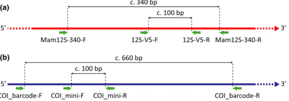 Fig. 1. (a) Relative positions of the Mam12S-340 and 12S-V5 primers binding sites on the 12S mt rRNA gene
